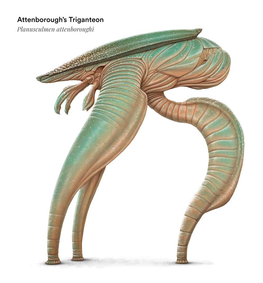 Attenborough’s Triganteon 